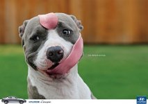 2008-03-24_hyundai-coupe-hunde-zunge-werbung.jpg