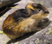 Lemming_%25281%2529.jpg