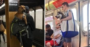 nyc-subway-bans-dogs-unless-fit-bag-new-yorkers-reacted-758x397.jpg