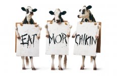 eat-mor-chikin.jpg