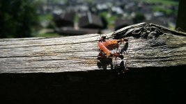 IMG_20180916_134258.jpg