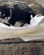 cat.gif