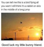 bunny_ski.jpg