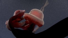 Stygiomedusa_20211114T005748Z_2021_D1401_02-web.jpg