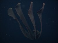 Stygiomedusa_gigantea_T1087_05-web.jpg