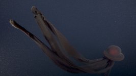 Stygiomedusa3_20211114T004929Z_2021_D1401_03-web.jpg