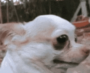 Was.gif Was.gif