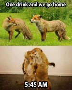 foxes.jpg