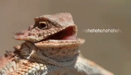 hehehehe-lizard.gif