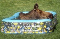 853-mooseinpool-lg.jpg