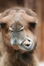 Crazy%20Camel.JPG