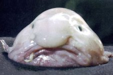 blobfisch-DW-Wissenschaft-Shanghai.jpg