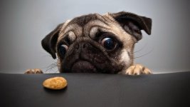 pug-animal-funny-1440x2560.jpg pug-animal-funny-1440x2560.jpg