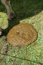 Bos_taurus_taurus_turd.jpg