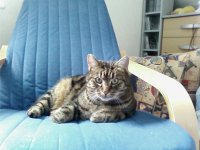 Tigerle1.jpg
