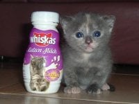 whiskas-20catmilk.jpg