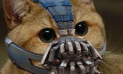 Bane_cat.jpg