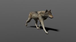 wolf_1_20140902_1506367377.jpg