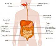 magen-darm-trakt.jpg