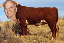 Bull-Murray.jpeg