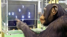 Der-Schimpanse-Ayumu-im-Primate-Research-Institute-in-Inuyama-Zahlen-auf-einem-Computerbildschir.jpg