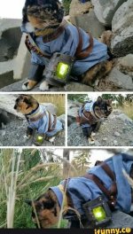 Fallout 4 Katze.jpg