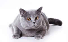 British-Shorthair.jpg