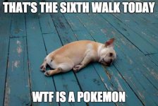 pokemon-go-dog-walking-animal-shelter-muncie-7.jpg