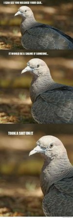 i-see-you-washed-your-car-bird.jpg
