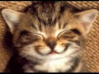 Smiling_Cats_3.jpg