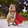 cpt-quokka