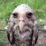 AngryOwl