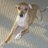 Idefix-Windhund